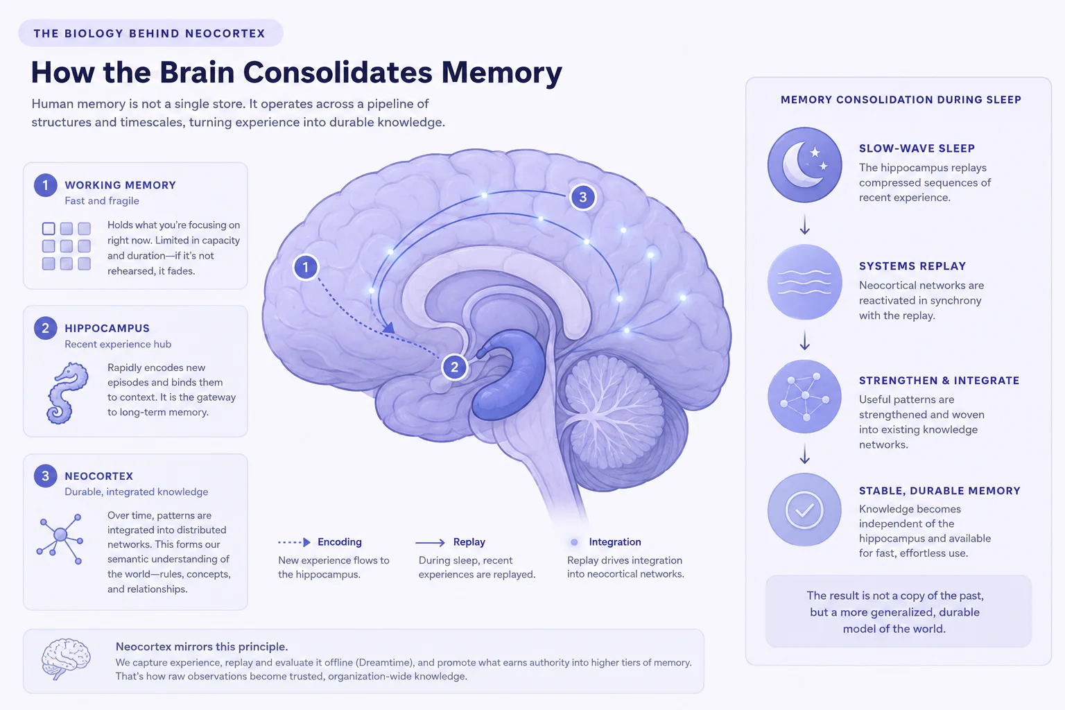 Diagram showing how human memory consolidates experience into durable knowledge through replay and integration.